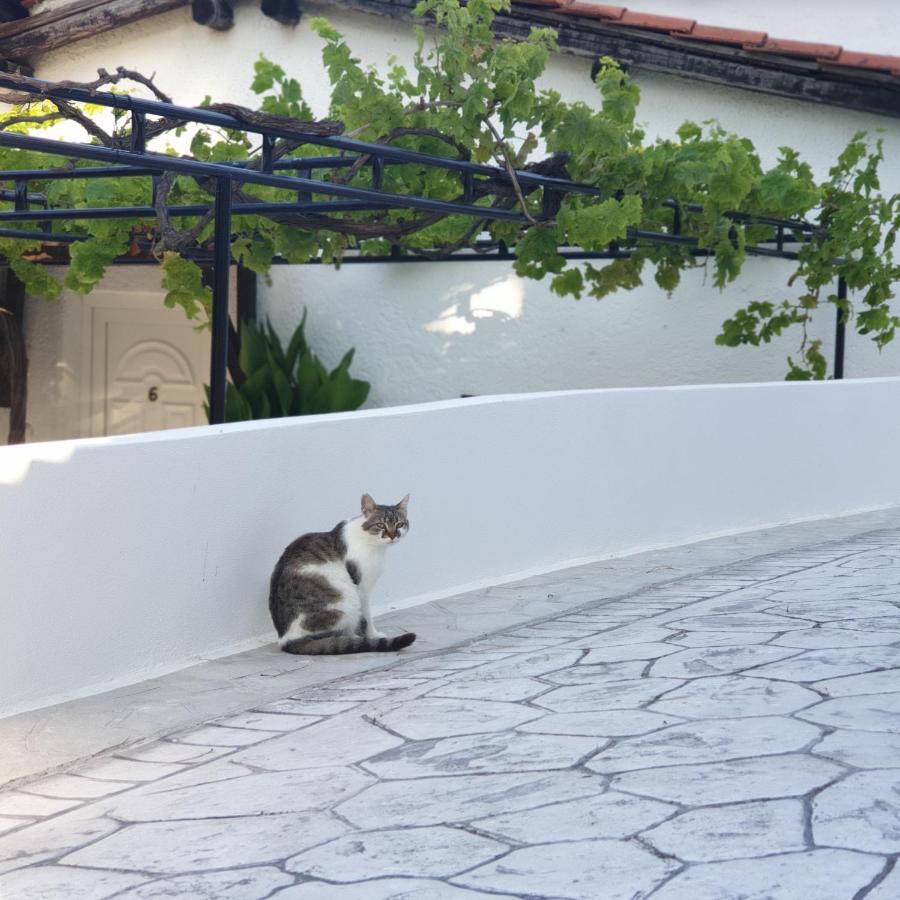 Villa Elpiniki Troulos Zewnętrze zdjęcie